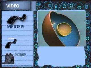 VIDEO

MEIOSIS
VIDEO

 