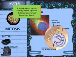 MATERI
1. Serat kromatin yang terdiri
3.Gelendong Mitotikmenjadi
2. atas sentrosom dan
Nukleus lenyap
terkumpar lebih rapat dan
terkondensasi menjadi
mikrotubulus mulai terbentuk
kromososm diskret.

Profase
GELENDONG
MITOTIK AWAL
ASTER

MITOSIS

CENTROMER

MATERI

KROMOSOM, TERDIRI ATAS
DUA KROMATID SAUDARA

 