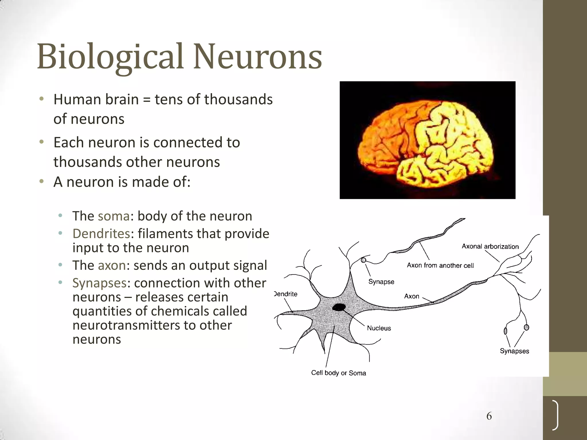 Biological Neurons
• Human brain = tens of thousands
of neurons
• Each neuron is connected to
thousands other neurons
• A neuron is made of:
• The soma: body of the neuron
• Dendrites: filaments that provide
input to the neuron
• The axon: sends an output signal
• Synapses: connection with other
neurons – releases certain
quantities of chemicals called
neurotransmitters to other
neurons

6

 