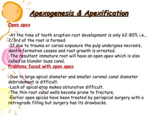 Apexogenesis & Apexification
Open apex
-At the time of tooth eruption root development is only 62-80% i.e.,
2/3rd of the root is formed.
-If due to trauma or caries exposure the pulp undergoes necrosis,
dentin formation ceases and root growth is arrested.
-The resultant immature root will have an open apex which is also
called as blunder buss canal.
Problems faced with open apex
-Due to large apical diameter and smaller coronal canal diameter
debridement is difficult.
-Lack of apical stop makes obturation difficult.
-The thin root canal walls become prone to fracture.
-Earlier open apices have been treated by periapical surgery with a
retrograde filling but surgery has its drawbacks.

 