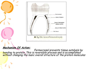 Mechanism Of Action:

Formocresol prevents tissue autolysis by
bonding to protein. This is reversible process and is accomplished
without changing the basic overall structure of the protein molecules

 