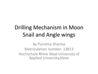 Drilling Mechanism in Moon
Snail and Angle wings
By Purnima Sharma
Matriculation number- 13813
Hochschule Rhine Waal University of
Applied University,Kleve

 