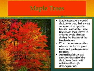 Maple Trees
 Maple trees are a type of
deciduous tree, that is very
common in temperate
forests. Seasonally, these
trees loose their leaves in
order to avoid damage
during the freezes of the
harsh winters.
 When the warm weather
returns, the leaves grow
back, and photosynthesis
resumes.
 Annual leaf drop also
enriches the soil of the
deciduous forest with
nutrients through
decomposition.

 