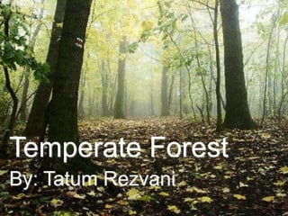 Temperate Forest
By: Tatum Rezvani

 