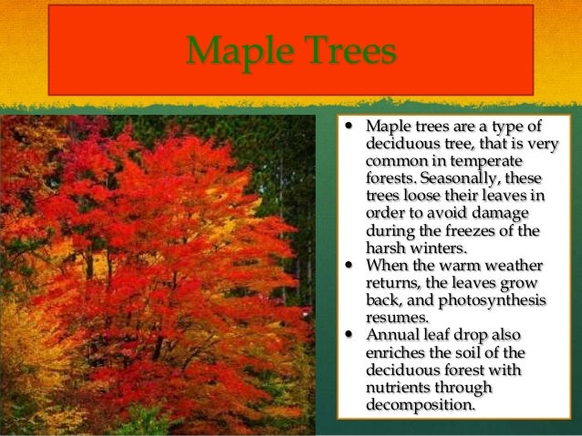 maple tree adaptations powerpoint maple tree adaptations powerpoint
