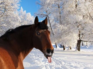 Presentation1 liniehoeve