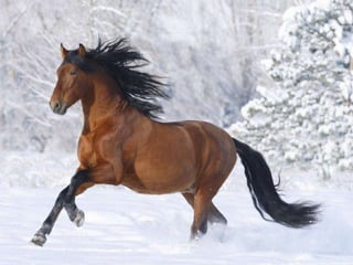 Presentation1 liniehoeve