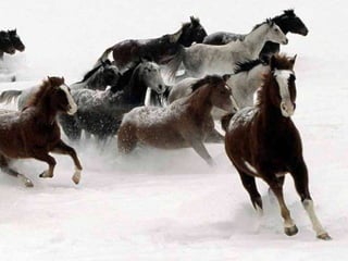 Presentation1 liniehoeve