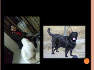Presentation on Dogs | PPTX