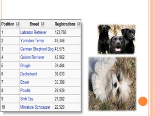 Presentation on Dogs | PPT