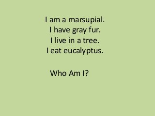 I am a marsupial.
I have gray fur.
I live in a tree.
I eat eucalyptus.
Who Am I?

 