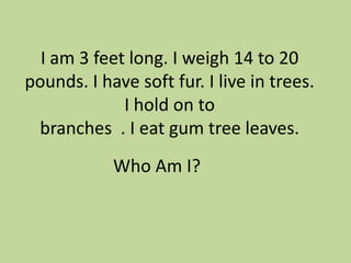 I am 3 feet long. I weigh 14 to 20
pounds. I have soft fur. I live in trees.
I hold on to
branches . I eat gum tree leaves.
Who Am I?

 
