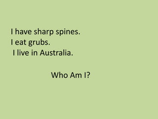 I have sharp spines.
I eat grubs.
I live in Australia.
Who Am I?

 