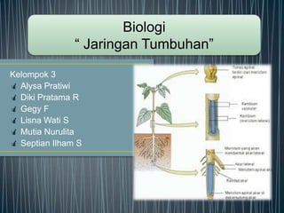Biologi
“ Jaringan Tumbuhan”
Kelompok 3
 Alysa Pratiwi
 Diki Pratama R
 Gegy F
 Lisna Wati S
 Mutia Nurulita
 Septian Ilham S

 