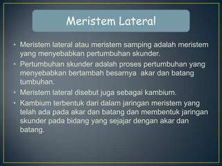 Meristem Lateral
• Meristem lateral atau meristem samping adalah meristem
yang menyebabkan pertumbuhan skunder.
• Pertumbuhan skunder adalah proses pertumbuhan yang
menyebabkan bertambah besarnya akar dan batang
tumbuhan.
• Meristem lateral disebut juga sebagai kambium.
• Kambium terbentuk dari dalam jaringan meristem yang
telah ada pada akar dan batang dan membentuk jaringan
skunder pada bidang yang sejajar dengan akar dan
batang.

 