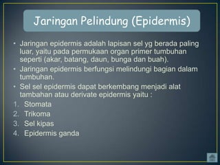 Jaringan Pelindung (Epidermis)
• Jaringan epidermis adalah lapisan sel yg berada paling
luar, yaitu pada permukaan organ primer tumbuhan
seperti (akar, batang, daun, bunga dan buah).
• Jaringan epidermis berfungsi melindungi bagian dalam
tumbuhan.
• Sel sel epidermis dapat berkembang menjadi alat
tambahan atau derivate epidermis yaitu :
1. Stomata
2. Trikoma
3. Sel kipas
4. Epidermis ganda

 