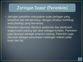 Jaringan Dasar (Perenkim)
• Jaringan parenkim merupakan suatu jaringan yang
terbentuk dari sel-sel hidup, dengan struktur morfologi
serta fisiologi yang bervariasi.
• Parenkim dijumpai diantara epidermis dan pembuluh
angkut pada batang dan akar sebagai korteks. Parenkim
juga dijumpai sebagai empulur batang. Parenkim juga
dijumpai sebagai penyimpan cadangan makan pada
buah dan biji.

 
