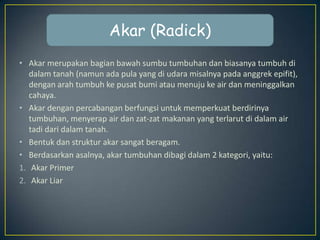 Akar (Radick)
• Akar merupakan bagian bawah sumbu tumbuhan dan biasanya tumbuh di
dalam tanah (namun ada pula yang di udara misalnya pada anggrek epifit),
dengan arah tumbuh ke pusat bumi atau menuju ke air dan meninggalkan
cahaya.
• Akar dengan percabangan berfungsi untuk memperkuat berdirinya
tumbuhan, menyerap air dan zat-zat makanan yang terlarut di dalam air
tadi dari dalam tanah.
• Bentuk dan struktur akar sangat beragam.
• Berdasarkan asalnya, akar tumbuhan dibagi dalam 2 kategori, yaitu:
1. Akar Primer
2. Akar Liar

 