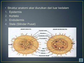 • Struktur anatomi akar diurutkan dari luar kedalam
1. Epidermis
2. Korteks
3. Endodermis
4. Stele (Silinder Pusat)

 