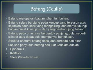 Batang (Caulis)
• Batang merupakan bagian tubuh tumbuhan.
• Batang selalu berujung pada kuncup yang tersusun atas
sejumlah daun kecil yang mengelilingi dan menyelubungi
bagian pusat kuncup itu dan yang disebut ujung batang.
• Batang pada umumnya berbentuk panjang, bulat seperti
silinder atau dapat pula mempunyai bentuk lain.
• Struktur anatomi batang tidak jauh berbeda dari akar.
• Lapisan penyusun batang dari luar kedalam adalah
1. Epidermis
2. Korteks
3. Stele (Silinder Pusat)

 