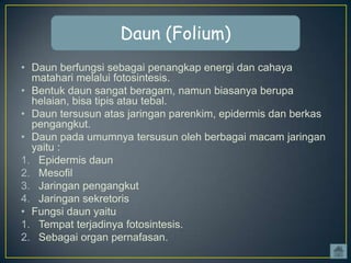 Daun (Folium)
• Daun berfungsi sebagai penangkap energi dan cahaya
matahari melalui fotosintesis.
• Bentuk daun sangat beragam, namun biasanya berupa
helaian, bisa tipis atau tebal.
• Daun tersusun atas jaringan parenkim, epidermis dan berkas
pengangkut.
• Daun pada umumnya tersusun oleh berbagai macam jaringan
yaitu :
1. Epidermis daun
2. Mesofil
3. Jaringan pengangkut
4. Jaringan sekretoris
• Fungsi daun yaitu
1. Tempat terjadinya fotosintesis.
2. Sebagai organ pernafasan.

 