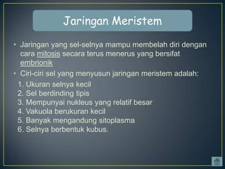 Jaringan Meristem
• Jaringan yang sel-selnya mampu membelah diri dengan
cara mitosis secara terus menerus yang bersifat
embrionik
• Ciri-ciri sel yang menyusun jaringan meristem adalah:
1. Ukuran selnya kecil
2. Sel berdinding tipis
3. Mempunyai nukleus yang relatif besar
4. Vakuola berukuran kecil
5. Banyak mengandung sitoplasma
6. Selnya berbentuk kubus.

 