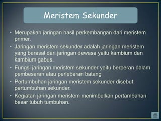 Meristem Sekunder
• Merupakan jaringan hasil perkembangan dari meristem
primer.
• Jaringan meristem sekunder adalah jaringan meristem
yang berasal dari jaringan dewasa yaitu kambium dan
kambium gabus.
• Fungsi jaringan meristem sekunder yaitu berperan dalam
pembesaran atau perlebaran batang
• Pertumbuhan jaringan meristem sekunder disebut
pertumbuhan sekunder.
• Kegiatan jaringan meristem menimbulkan pertambahan
besar tubuh tumbuhan.

 