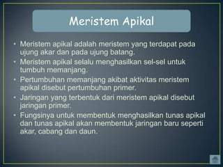Meristem Apikal
• Meristem apikal adalah meristem yang terdapat pada
ujung akar dan pada ujung batang.
• Meristem apikal selalu menghasilkan sel-sel untuk
tumbuh memanjang.
• Pertumbuhan memanjang akibat aktivitas meristem
apikal disebut pertumbuhan primer.
• Jaringan yang terbentuk dari meristem apikal disebut
jaringan primer.
• Fungsinya untuk membentuk menghasilkan tunas apikal
dan tunas apikal akan membentuk jaringan baru seperti
akar, cabang dan daun.

 