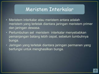 Meristem Interkalar
• Meristem interkalar atau meristem antara adalah
meristem yang terletak diantara jaringan meristem primer
dan jaringan dewasa.
• Pertumbuhan sel meristem interkalar menyebabkan
pemanjangan batang lebih cepat, sebelum tumbuhnya
bunga.
• Jaringan yang terletak diantara jaringan permanen yang
berfungsi untuk menghasilkan bunga.

 