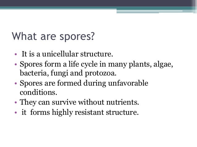 spore definition biology spore definition biology