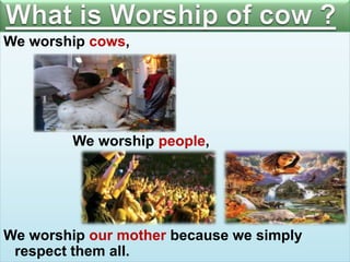 We worship cows,

We worship people,

We worship our mother because we simply
respect them all.

 