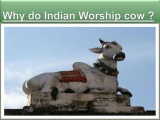 Cow Worship 