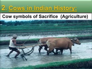 Cow symbols of Sacrifice (Agriculture)

 