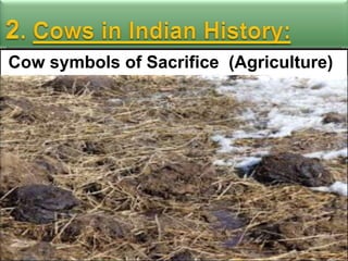 Cow symbols of Sacrifice (Agriculture)

 