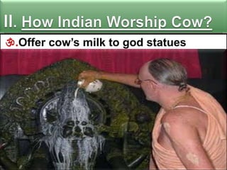.Offer cow‟s milk to god statues

 
