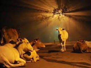 Cow Worship 