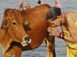 Cow Worship 