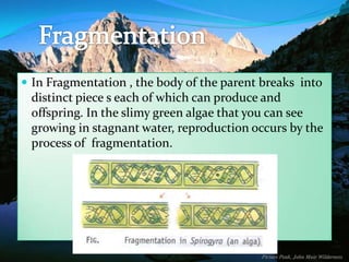  In Fragmentation , the body of the parent breaks into

distinct piece s each of which can produce and
offspring. In the slimy green algae that you can see
growing in stagnant water, reproduction occurs by the
process of fragmentation.

 