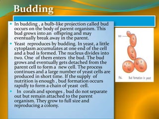 Budding
 In budding , a bulb-like projection called bud

occurs on the body of parent organism. This
bud grows into an offspring and may
eventually break away in the parent.
 Yeast reproduces by budding. In yeast, a little
cytoplasm accumulates at one end of the cell
and a bud is formed. The nucleus divides into
two. One of them enters the bud. The bud
grows and eventually gets detached from the
parent cell to form a new cell. The process
continues and a large number of yeast cells are
produced in short time. If the supply of
nutrition is enough , bud formation occurs
rapidly to form a chain of yeast cell.
 In corals and sponges , bud do not separate
out but remain attached to the parent
organism. They grow to full size and
reproducing a colony.

 