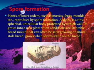Spore formation
 Plants of lower orders, such as mosses, ferns, moulds,

etc., reproduce by spore formation. A spore is a tiny,
spherical, unicellular body protected by a thick wall. It
grows into a new plant when conditions are favorable.
Bread mould that can often be seen growing on moist,
stale bread, grows when spores settle on the bread.

 