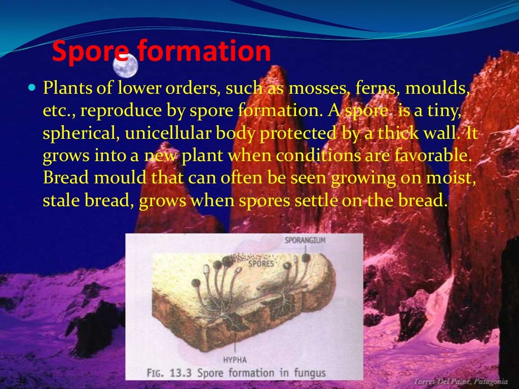 TOPIC ASEXUAL REPRODUCTION IN PLANT