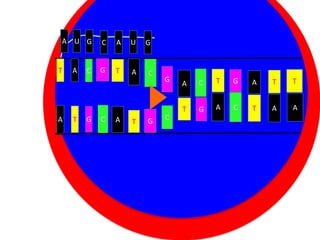 A U G

T

A

A

T

C

G

C

A

U

G

G

T

A

C

C

A

G

A

C

Cytoplasm
T
G
Nucleus C
T G

T

G

A

T

T

A

C

T

A

A

 