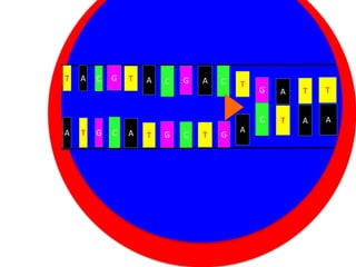 T

A

C

G

T

A

C

G

A

C

T

A

T

G

C

A

T

Nucleus C
G

T

G

A

A

T

T

C

Cytoplasm

G

T

A

A

 