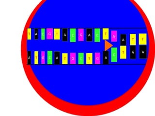 T

A

C

G

T

A

C

G

A

C

T

G

Cytoplasm
A

T

G

C

A

Nucleus C
T G

T

G

A

C

A

T

T

T

A

A

 