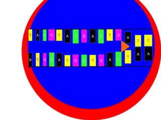 T

A

C

G

T

A

C

G

A

C

T

G

A

Cytoplasm
A

T

G

C

A

Nucleus C
T G

T

G

A

C

T

T

T

A

A

 