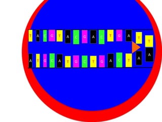 T

A

C

G

T

A

C

G

A

C

T

G

A

T

Cytoplasm
A

T

G

C

A

Nucleus C
T G

T

G

A

C

T

A

T
A

 