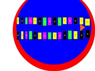 T

A

C

G

T

A

C

G

A

C

T

G

A

T

A

C

T

A

T

Cytoplasm
A

T

G

C

A

Nucleus C
T G

T

G

A

 