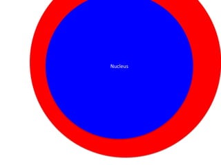 Nucleus

 