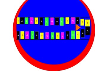 T

A

C

G

T

A

C

G

A

C

T

G

A

T

Cytoplasm
A

T

G

C

A

Nucleus
G
T

C

T

T

A
G

A

C

T

A

 