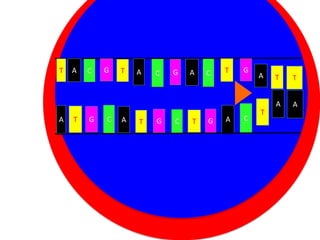 T

A

C

G

T

A

C

G

A

C

T

G

A

A

T

G

C

A

Nucleus
G
T

C

T

G

A

C

T

T

A

Cytoplasm

T

A

 